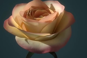 do 3d flower animation,flower animation,3d flower model,3d fashion animation