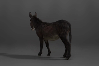 render a realistic 3d animal model, 3d creature model with fur hair in blender
