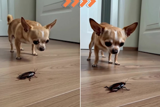 do ai image editing to remove objects, change backgrounds, enhance photos