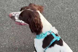 create dog or cat ugc videos for your pet product
