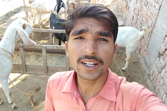 wish and sing happy birthday song with goats