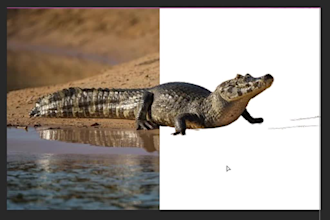 remove image background with clean edges and white or transparent output