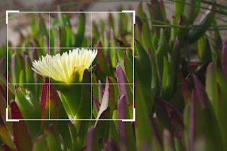 do scanner app scan all type of document