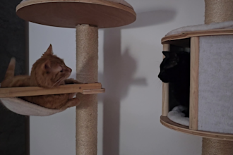 produce pet, lifestyle and sailing ugc videos tailored to you