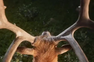 do realistic fur, xgen hair, 3d animal model, 3d animal animation, 3d creature