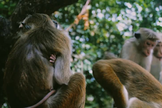 do professional video editing of nature, news, scientific, travel documentaries