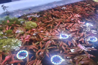 guide on ornamental fish breeding, fishkeeping, aquascaping, article on aquatics