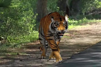 do 3d animal animation, 3d animal design, 3d animal rigging, fur xgen