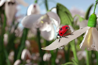 do forest animation intro for your business