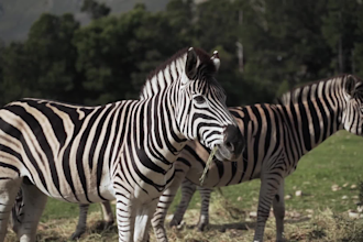 create a professional animal or wildlife documentary video