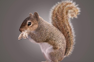 create realistic animal model 3d animal fur xgen texture game film 3d printing