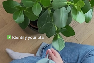 create a personalized plant care plan for your home