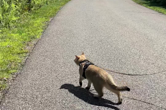 make organic ugc video for pet and travel brands with my cat