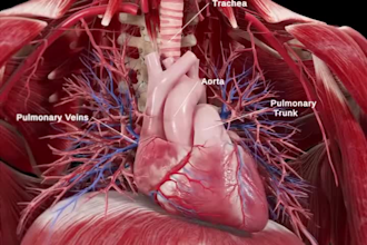 create 3d medical animation 3d orthopedic animation medical 3d surgery animation