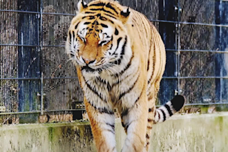 create wildlife animals copywrite free documentary videos