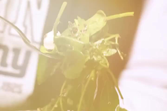 make exclusive high resolution food photography