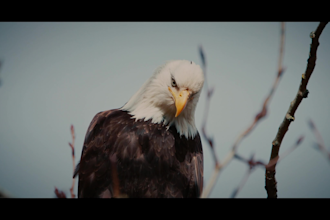 create a cinematic video of nature and wildlife