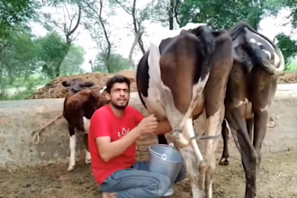 funny happy birthday video funny happy birthday video