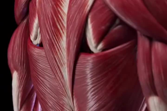 draw human anatomy, scientific lineart biomedical illusration, 3d technical art
