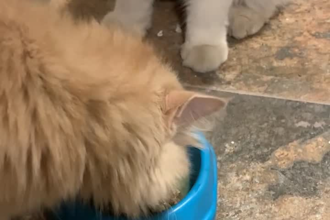 formulate pet food for dogs, cats, pets