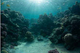 remove green tint and enhance your underwater photos