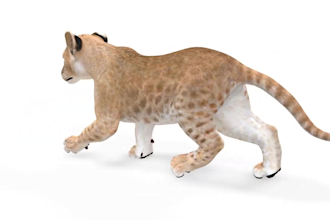 do 3d animal model, 3d animal animation, xgen, groom fur in high quality