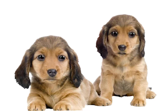 be Bella, with Max, the puppy dogs, your Animal Spokesperson