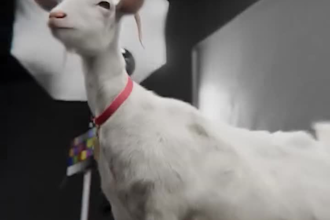 integrate realistic 3d animal animation with fur, xgen rigging, vfx compositing