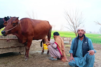 wish african happy birthday video or happy mothers day video