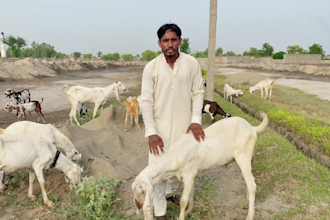 create happy birthday wish with goats and funny massage