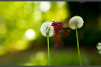 create stunning 3d animal animations, models, and rigging for games and videos