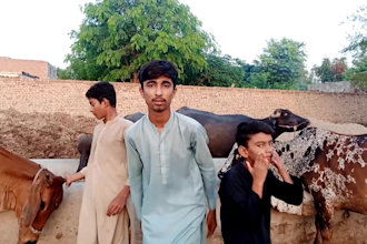 do create a funny happy birthday video with dance cows voice