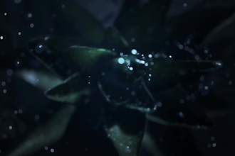 do 3d water simulation 3d flower animation 3d product animation 3d cgi animation