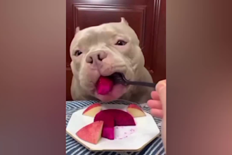 provide you funny animal compilation videos for your channel