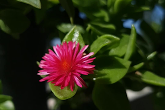 capture floral pictures for you