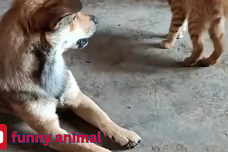 do  high retention, ai voiceover  youtube funny cat and dog for passive income