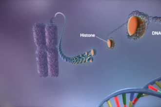create high quality 3d medical and anatomy animations
