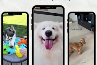 500 canva logo editable animal funny cute reels videos for instagram