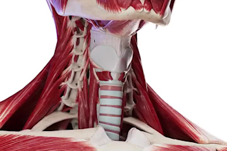 draw human anatomy, scientific lineart biomedical illusration, 3d technical art