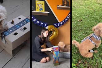 create dog product ugc video content