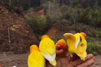 create nature reels and tiktok videos to boost social media