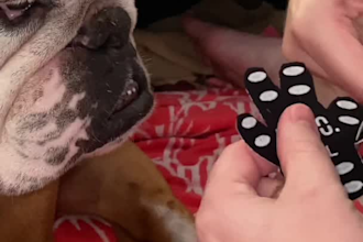 create ugc and ads for pet brands social media