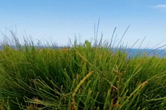 craft smooth edits for nature videos