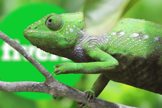 make funny chameleon logo reveal