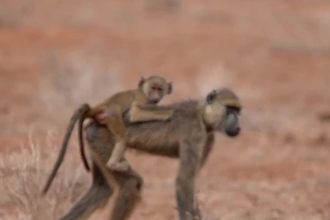 edit your travel video