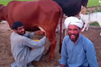 wish funny happy birthday video or birthday wish