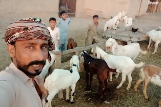 make african happy birthday video and funny happy birthday