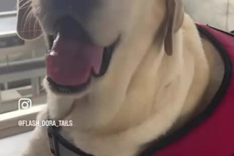 narrate emotional pet stories and voiceovers