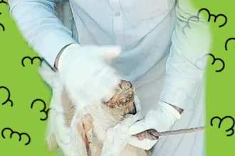 provide professional veterinary advice for pets and livestock