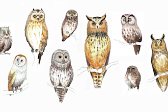 create lovely ink and watercolor illustrations for childrens books for you